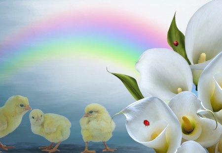 Rainbow Cala Lilies Spring - lilies, rainbow, cala lily, easter, lady bug, spring, ladybugs, chicken, chicks, blue