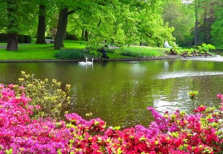 Swans and rhododendrons