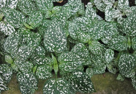 Colorful Garden 28 - white, fields, photography, green, leaf