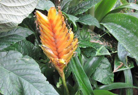 Colorful Garden 40 - photography, orange, green, flowers, garden