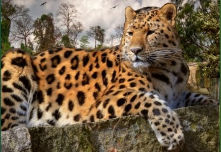 Big cat - leopard, resting, tree, sky