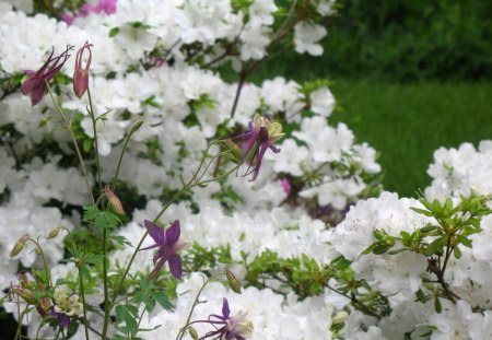 Purple and White Flowers - blossoms, grass, petals, daylight, leaves, flowers, white, nature, purple, day