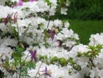 Purple and White Flowers