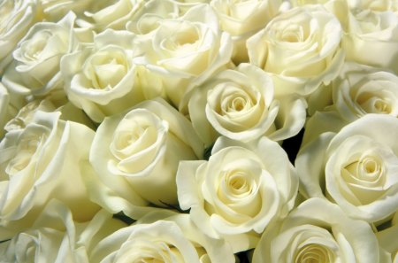 White Roses - flowers, roses, white, nature, layers, petals, bouquet