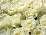 White Roses