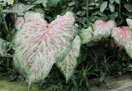 Colorful Garden 46 - garden, leaf, photography, fields, green