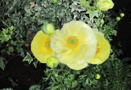 Colorful Garden 47 - yellow, photography, green, ranunculus, flowers, garden