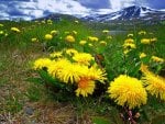 ~Dandelion Meadow~