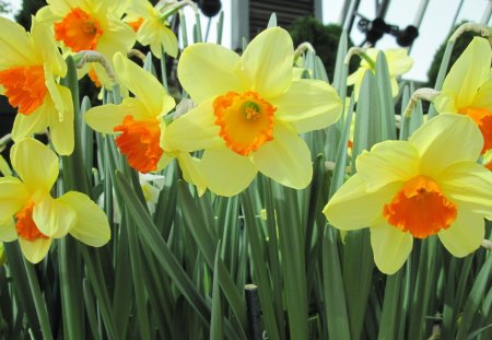 Botanical Garden year around 04 - Flowers, yellow, garden, green, photography, Daffodils, orange