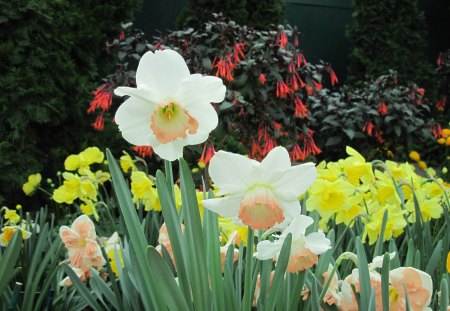 Botanical Garden year around 07 - white, yellow, photography, daffodils, green, flowers, garden