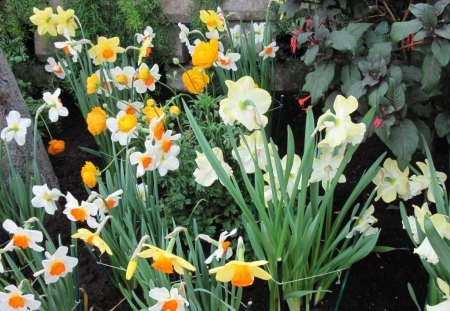 Botanical Garden year around 17 - Flowers, garden, green, photography, Daffodils, orange