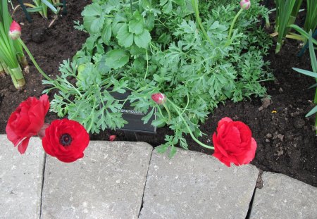 Botanical Garden year around 19 - red, photography, green, flowers, garden