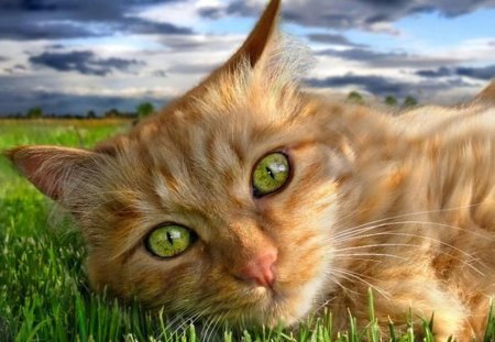 beautiful eyes - eyes, laying, green, cat