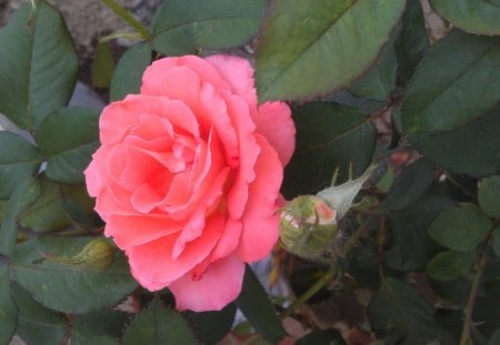 pink rose - linda, garden, yard, flower