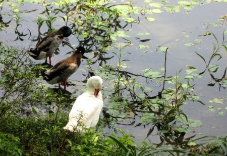 Leisurely - duck, lake, feathers, leisurely, combing