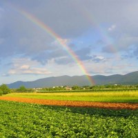 rainbow over feild