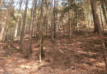 Slanici Moldova - nature, forest, landscape, romania