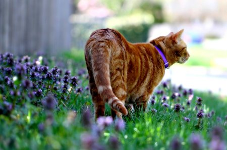 SPRING STROLL - cat, summer, flowers, field, stroll, spring