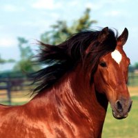 Dadivoso - andaluzian stallion