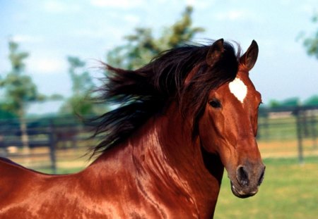 Dadivoso - andaluzian stallion - star, horse, andaluzian, beautiful