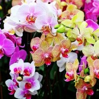 Beautiful Orchids