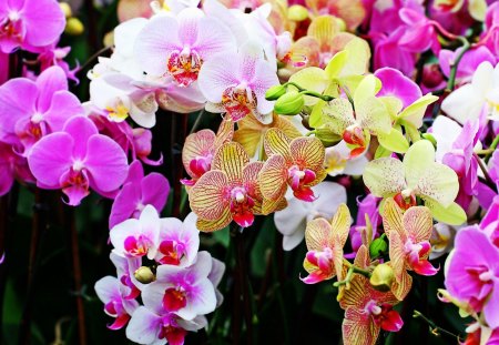 Beautiful Orchids - flowers, colorful, nature, beautiful, orchids