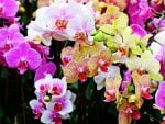 Beautiful Orchids