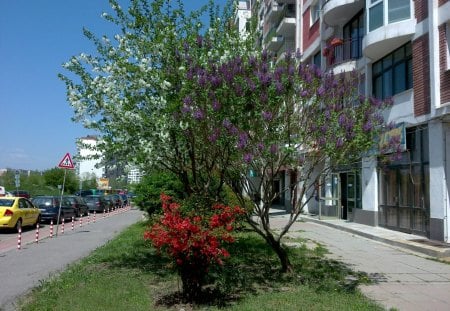 Spring in the city - apartment blocks, sky, street, blossum