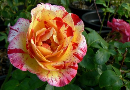 Camille Pisarro rose - rose, striped rose, beautiful rose, camille pisarro rose