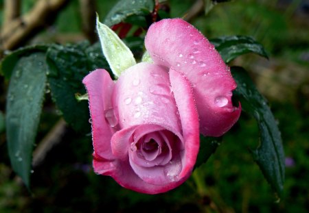 Paradise rose - beautiful rose, mauve rose, paradise rose, rose