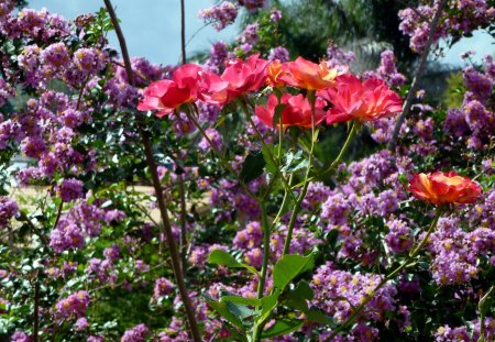 Granada rose - beautiful rose, rose, crepe myrtle tree, granada rose