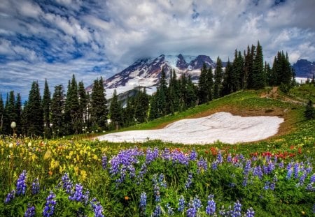 Beautiful Nature - fields, sky, trees, forests, colorful, mountains, nature, snow, beautiful, clouds, flowers, grass