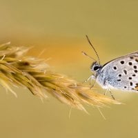 macro - butterfly