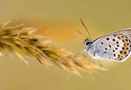 macro - butterfly - animal, yellow, macro, beautifuly, butterfly