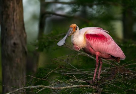 *** Roseate spoonbill *** - animal, animals, bird, birds