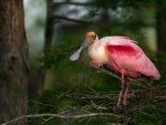 *** Roseate spoonbill ***