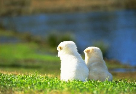 2 of a kind - little, watching, puppies, sweet