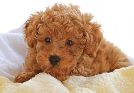 dusty puppy - poodle, pet, dusty, sweet