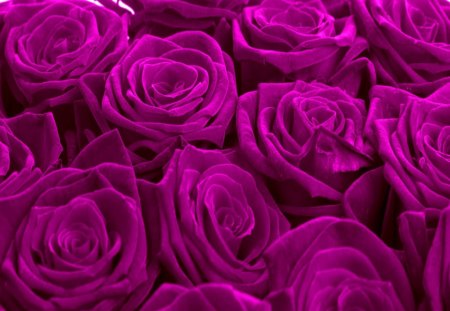 Beautiful âœ¿ - love, purple, roses, beautiful, wallpaper, purple roses, flowers