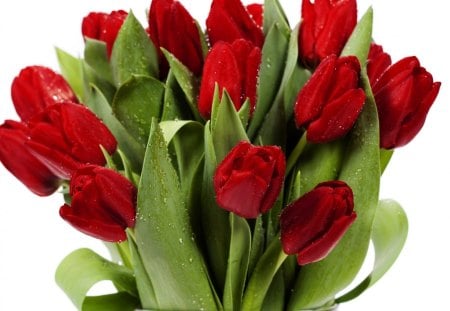 *Tulips* - love, romantic, roses, red passion, flowers, bouquet, red roses