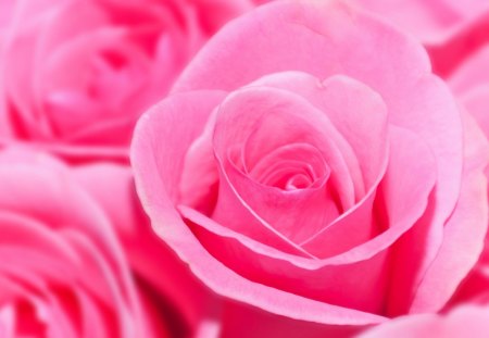 ✿.Pink.✿ - flowers, roses, brillant, pink, wall