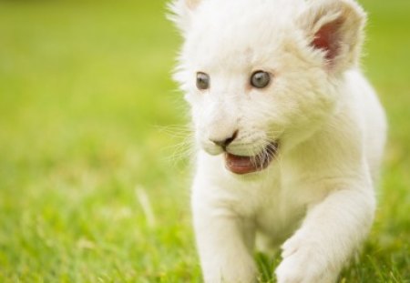 *** White lions ***