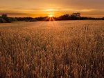 golden fields and sky