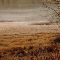 birch tree by a forest in morning fog