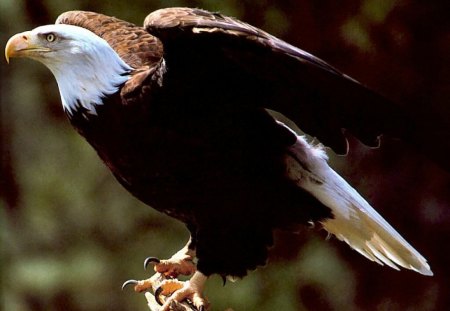 Bald Eagle - wings, whitehead, majestic, raptor