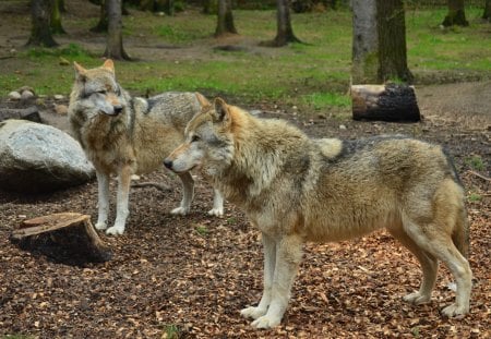 My Visit in the Wolfpark