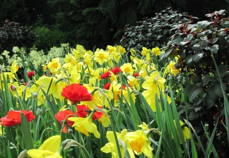 Botanical Garden year around 44 - Flowers, garden, red, green, photography, Daffodils