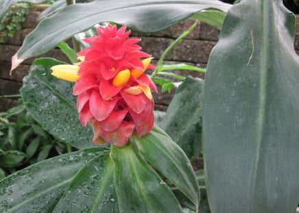 Botanical Garden year around 49 - Flowers, yellow, garden, red, green, photography, photograpy