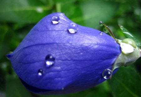 Blue - flowers, drop, water, nature, blue, beautiful, green, flower