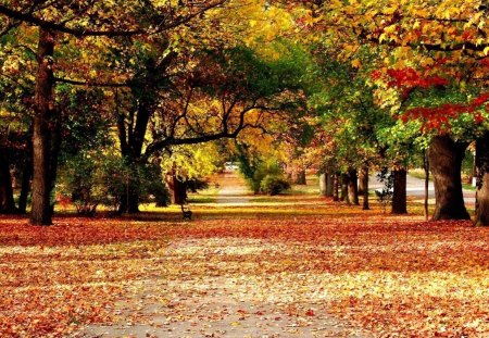 fallen leaves in park - leaves, beanch, park, tree